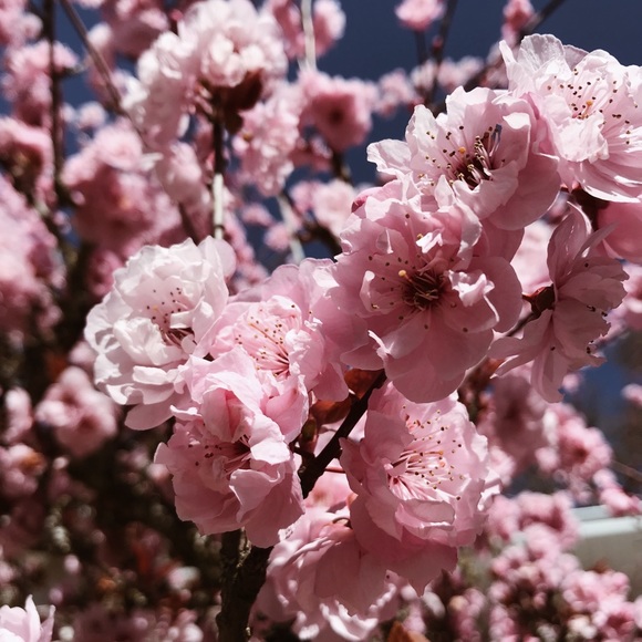 Meet your Posher, Jam - Picture 1 of 1